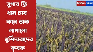 সুগার ফ্রি ধান চাষ করে তাক লাগালো মুর্শিদাবাদের কৃষক