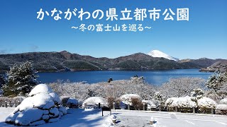 かながわの県立都市公園～冬の富士山を巡る～