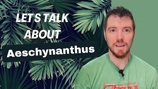 Let's Talk about Aeschynanthus (Lipstick Plant)