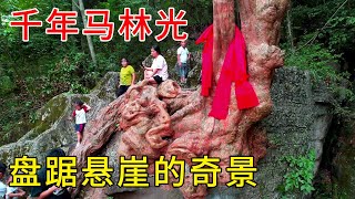 贵州深山一棵千年马灵光，奇形怪状盘踞在岩壁之上，真是一大奇景【乡村阿泰】