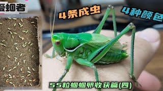 55粒蝈蝈卵收获篇4：本周大蜕4条，4种不同的颜色，成虫总数20+！