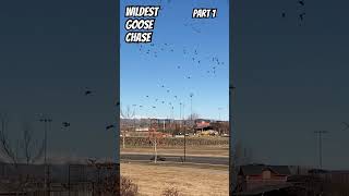 Wildest Goose Chase Ever Part 1 Will the Puppy protect his set? #nature #wilderness