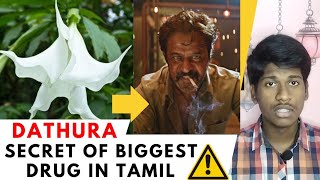 Datura history in tamil | secrets of biggest drug tamil | Datura tamil