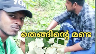 കേരവൃക്ഷത്തിന്റെ തലച്ചോർ (തെങ്ങിന്റെ മണ്ട )#coconut