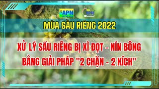 APN - XỬ LÝ SẦU RIÊNG BỊ XÌ ĐỌT, NÍN BÔNG BẰNG GIẢI PHÁP “2 CHẶN – 2 KÍCH\