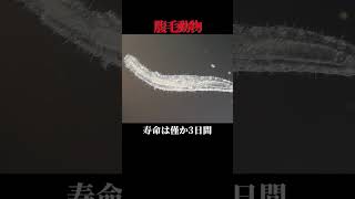 ㊗33万再生！！驚きの寿命！世界の短命な生物5選【ゆっくり解説】