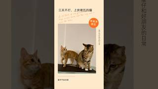 三天不打上房揭瓦的貓A cat that, if not provoked for three days, would climb onto the roof and remove the tiles