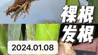 【兰花】裸根苗，快速发根方法总结种植小技巧 兰花 养兰人 石斛兰 我的花花草草🌸🌸