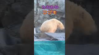 眠くなってきたな♡　男鹿水族館GAOのホッキョクグマの赤ちゃん·ᴥ·フブキ　#Shorts