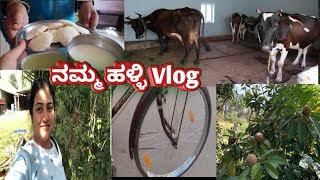 Daily routine Kannadavlog/ನಮ್ಮ ಹಳ್ಳಿ,ಮನೆ,ದನಕರುಗಳು-ಹಾಲು,ಟಿಫಿನ್, ಸೈಕ್ಲಿಂಗ್,ತಂಗಿಯ ಸ್ಕೂಟಿ ರೈಡಿಂಗ್ ವಿಲಾಗ್