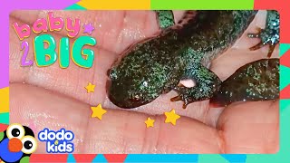 Watch Squishy Blobs Hatch Into Wiggly Salamanders! | Dodo Kids | Baby 2 Big