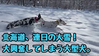 【北海道の大雪】連日降る雪に大興奮してしまう大型犬。#犬#子犬#ダルメシアン