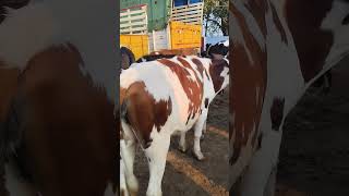 சூப்பர் கிடாரி கன்று விற்பனை காரிமங்கலம் மாட்டு சந்தை #tn24_sakthi_vlogs #cow