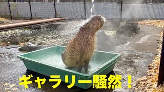 ギャラリー騒然！打たせ湯タイム　大宮公園のカピバラたち