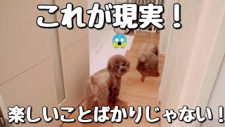 【閲覧注意】犬を飼って、1番大変なこと。【食事中の方は見ないで下さい】トイプードルのTaruto\u0026Rasuku