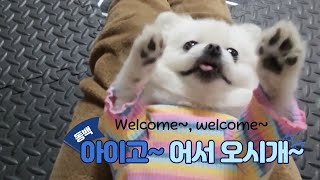 엄마의 손길이 필요한 강아지 동백이의 아침 루틴 ㅣThe puppy dog's morning routine that needs mom's touch.