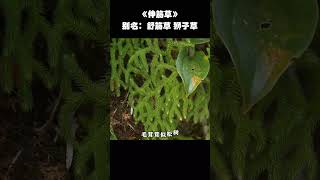 认识伸筋草，可以省医宝，你的家乡有这种植物吗？ 植物科普 伸筋草 大自然的馈赠 识百草 一日一植物