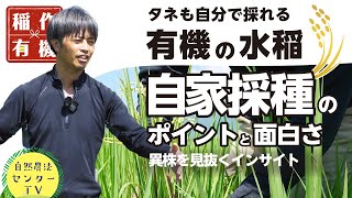 稲の自家採種でコスト削減も!?　品種を活かす? 環境に合わせる?　おコメの種採りのポイント『有機の米づくり』　【稲作有機 by 自然農法センター】