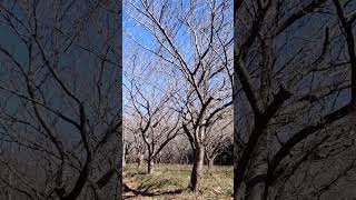 【万事良好の流れ】見つけた桜の園　(春が楽しみです)