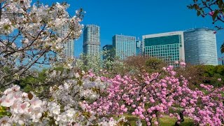 [ 4K Ultra HD ] 浜離宮庭園の八重桜 Cherry Blossoms  at Hamarikyu Gardens in TOKYO (Shot on GH5 with Gimbal)