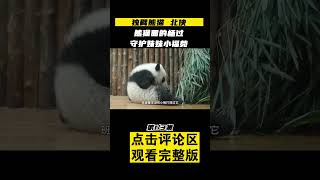 Pt1/3  独臂熊猫北侠，熊猫圈的杨过，暖心守护妹妹小福菀 #船长动物园 #熊猫 #shorts