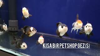 PANDA ORANDA JAPON BALIĞI (mini petshop gezisi)