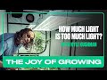 Cannabis Light Burn - How Much Light Is Too Much Light? | The Joy of Growing