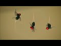 minuscule mini s fly spider short movie