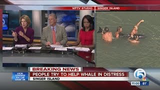 Beachgoers try to help whale in distress off Singer Island