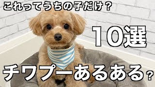 チワプーあるある？我が家のチワプーの特徴10選！