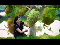 Harvesting soursop & Goes To Market Sell | Gardening And Cooking | Lý Tiểu Vân