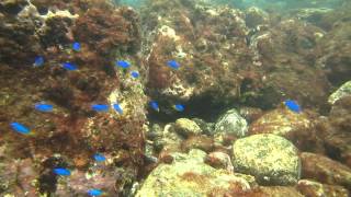 ネンブツダイの群れとソラスズメダイの群れ  館山沖ノ島　2015.8.30