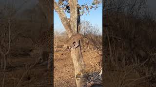 Leopard hunt squirrel#animallover #leopard #wildlife