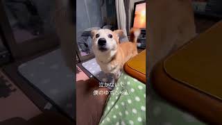 泣かないで僕のゆずちゃん #柴犬 #ミックス犬