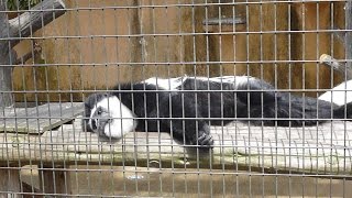 【動物園】アビシニアコロブス☆野毛山動物園