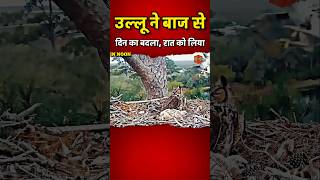 #इस उल्लू ने बाज से दिन का बदला रात को लिया #facts #story #shorts #animals #youtube #animallover 🦉🦅🪆