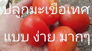 วิธีปลูกมะเขือเทศ 🍅🍅 ง่ายๆ