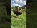 ⭕ANKOLE WATUSI CATTLE ✅ Biggest Bulls And Cow #cows #bulls #ankole