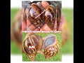 Archachatina marginata Vs Achatina achatina