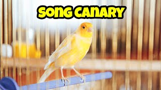 Song Canary Ultimate Care Guide 🦜 Pet birds for beginners