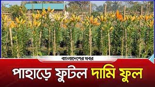 কৃষিতে নতুন বিপ্লব, খাগড়াছড়ির পাহাড়ে ফুটল মূল্যবান লিলিয়াম ফুল | Khagrachari | Flower Garden