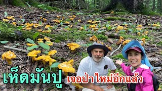 HOW TO FIND CHANTERELLE MUSHROOM สำรวจป่าเจอแหล่งเห็ดจุดใหม่ขอกรี๊ดป่าแตกอีกรอบไปเอาเห็ดเกือบไม่ทัน