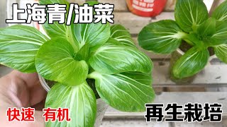 阳台种菜，上海青/油菜这样种，20天左右就能吃上，太方便了|Fast vegetable planting