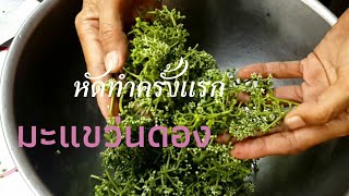 มะแขว่นดองน้ำปลา #ฉลาดกิน #ฉลาดปลูก #มะแขว่น