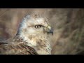 オオノスリ（2）イタチ捕食（隼人干拓） upland buzzard wild bird 野鳥 動画図鑑