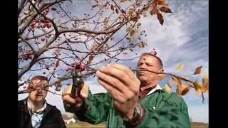 When & How to Prune Trees