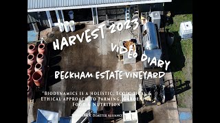 Can Wine Save the Planet Harvest Diary Beckham Estate Vineyard