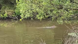 Beaver swimming