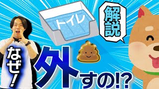 【トイレ】なぜ犬がウンチだけトイレでしない？原因と対処法をドッグトレーナーが解説！【しつけ】