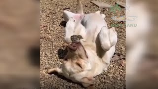 TOP Funny Cats 😻 and Dogs 🐶 Vines 2020 🤣 Cute and Funny Dogs and Cats Videos 🤣Funny Animal Videos#27